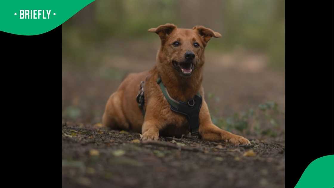 A township rescue Africanis. A township rescue Africanis.