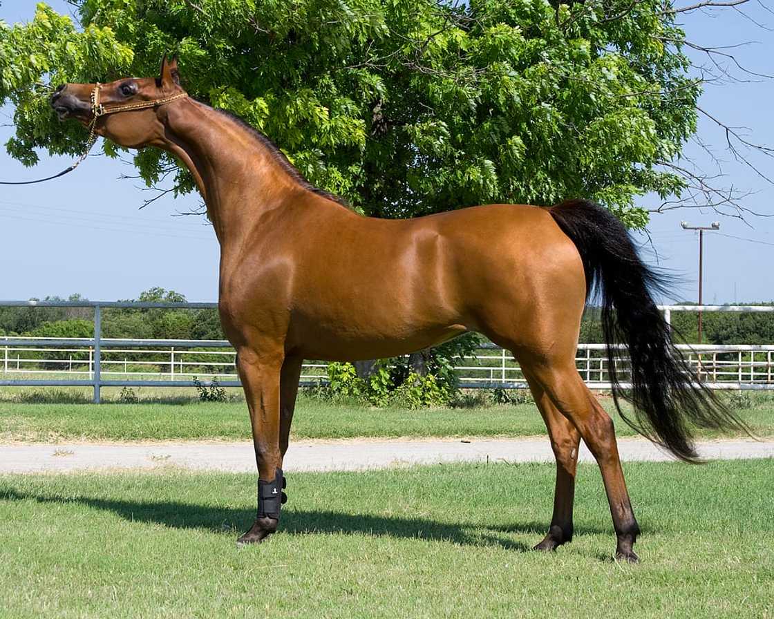What is the most expensive horse in the world 2021? What is the most expensive horse in the world 2021?