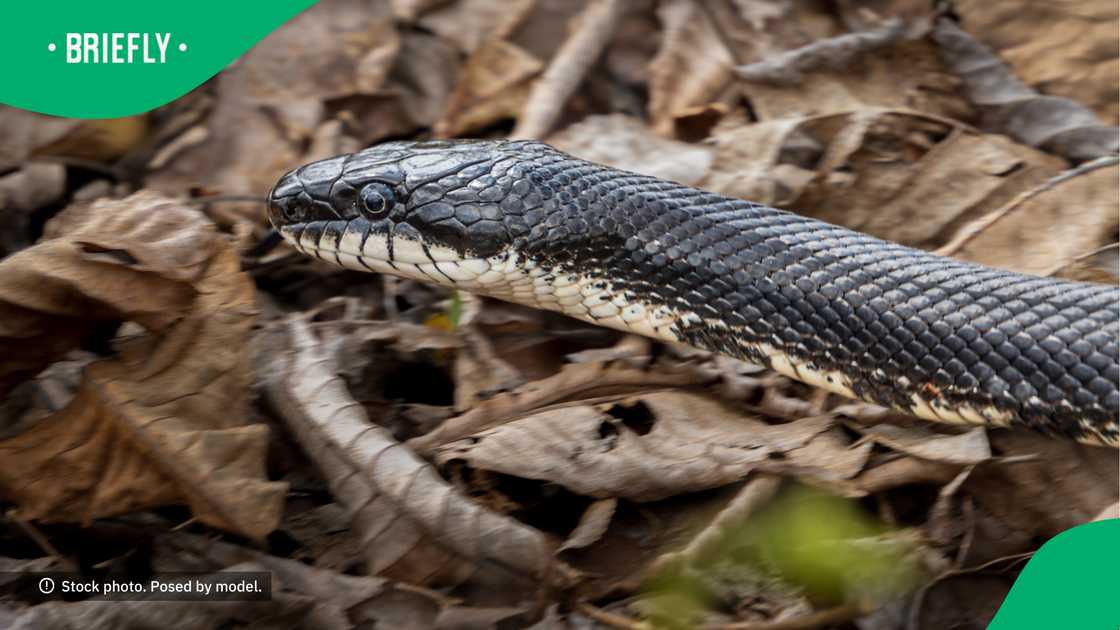 Snake catchers in KZN have their work cut out for them. Snake catchers in KZN have their work cut out for them.