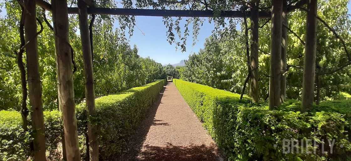 One of Babylonstoren's many beautiful walkways One of Babylonstoren's many beautiful walkways