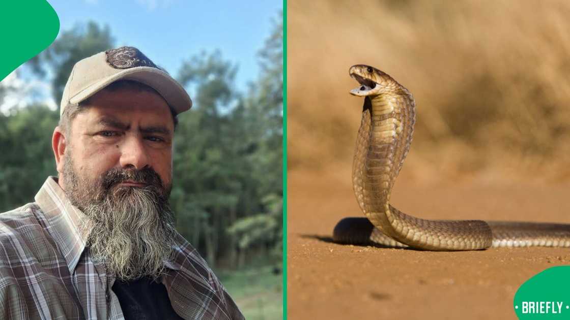 A barefoot man rescued a snouted cobra, leaving South Africans stunned. A barefoot man rescued a snouted cobra, leaving South Africans stunned.