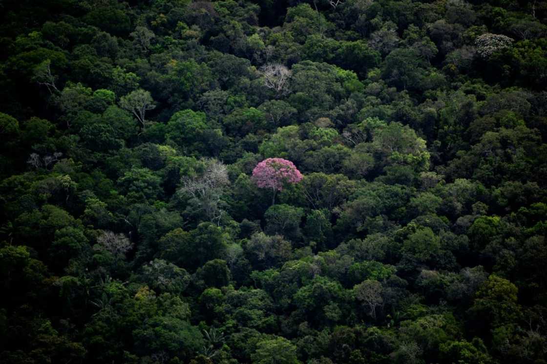 Aerial view of the Amazon rainforest Aerial view of the Amazon rainforest