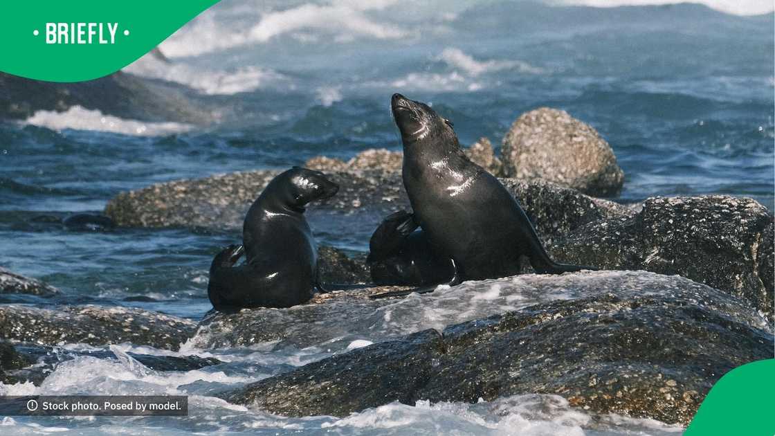 Cape Fur seal spotted in KZN Cape Fur seal spotted in KZN