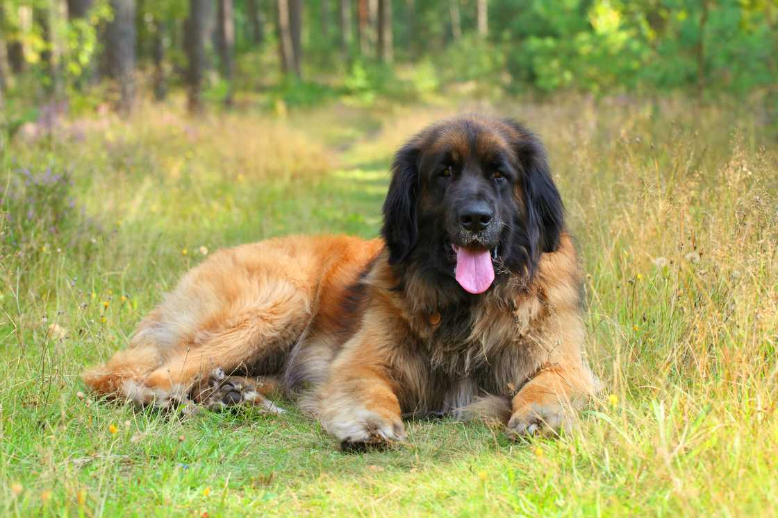 Leonberger dog resting on grass.