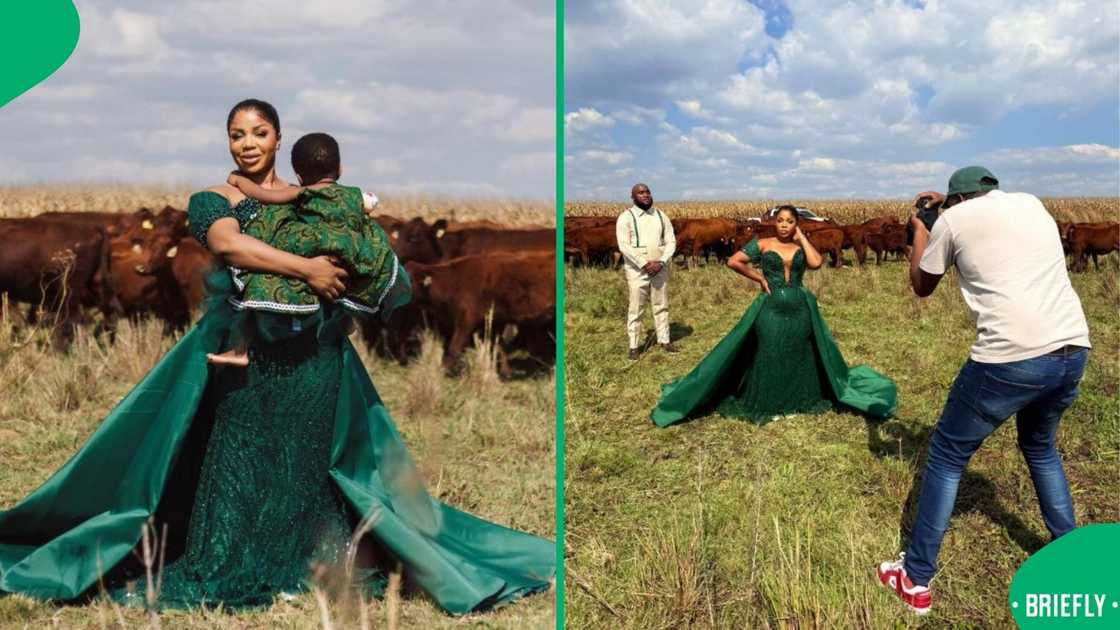 A beide and groom standing in a field with cows. A beide and groom standing in a field with cows.