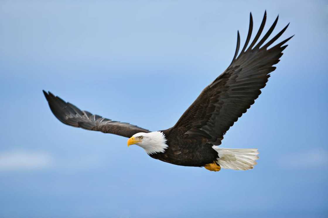 Bald eagle in flight. Bald eagle in flight.