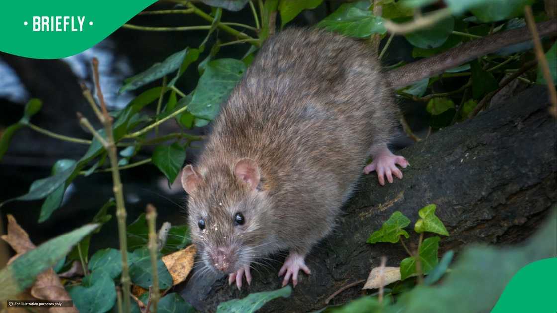 Man jokes about rats in South Africa not having hantavirus
