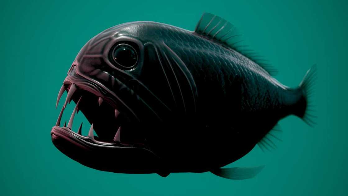 Deep sea Fangtooth fish.