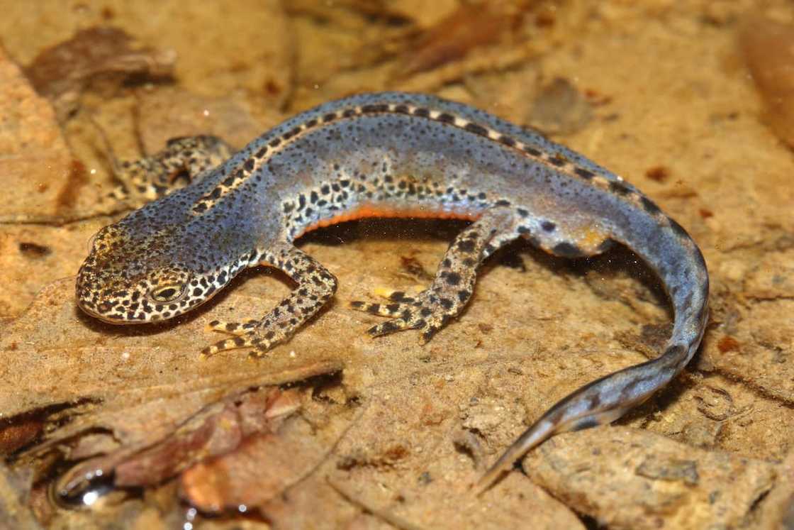 An alpine newt in a natural habitat An alpine newt in a natural habitat