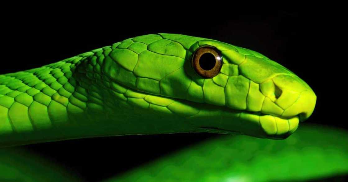 Woman finds green mamba in kitchen sink Woman finds green mamba in kitchen sink