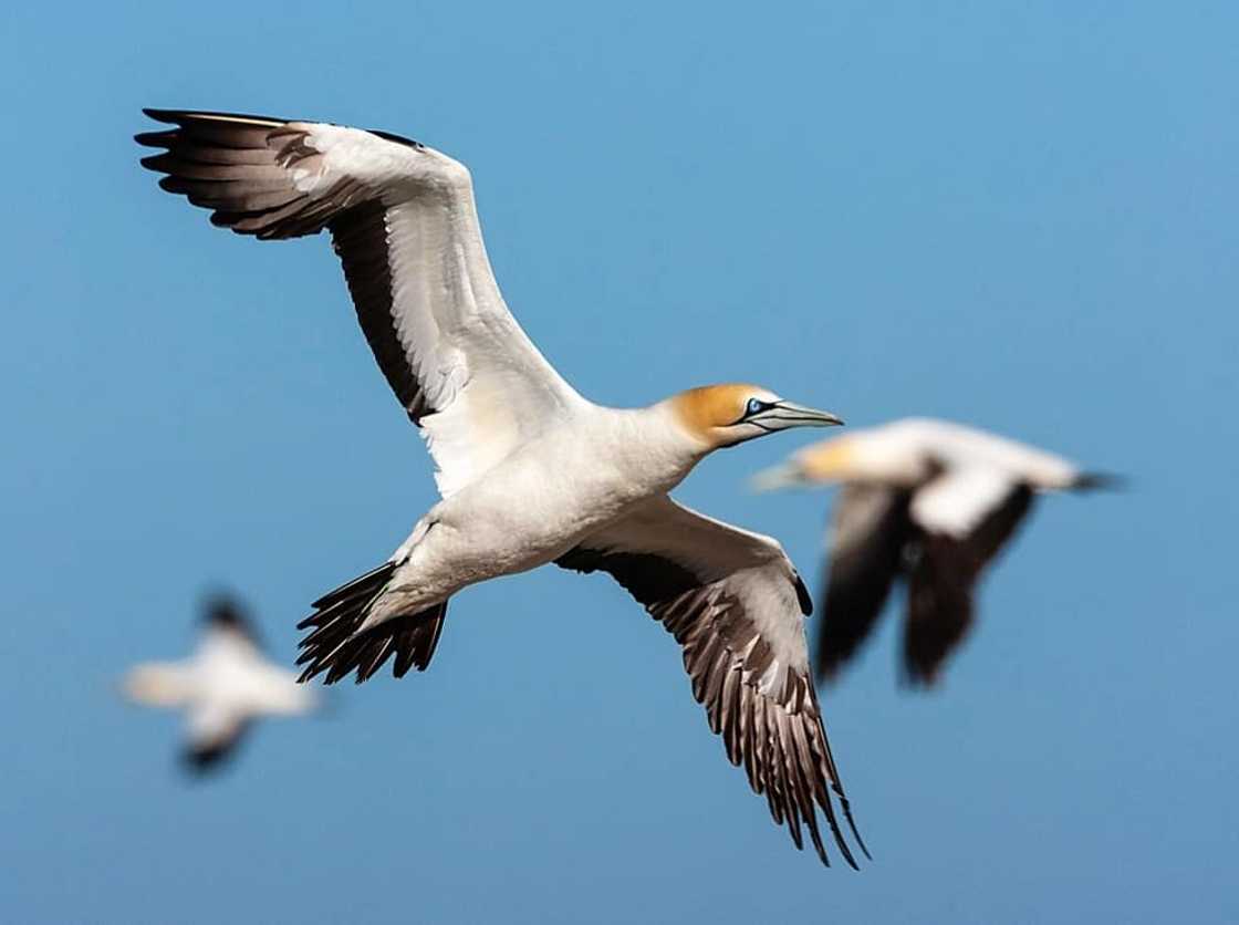 Top 20 extinct and endangered animals in South Africa with images Top 20 extinct and endangered animals in South Africa with images