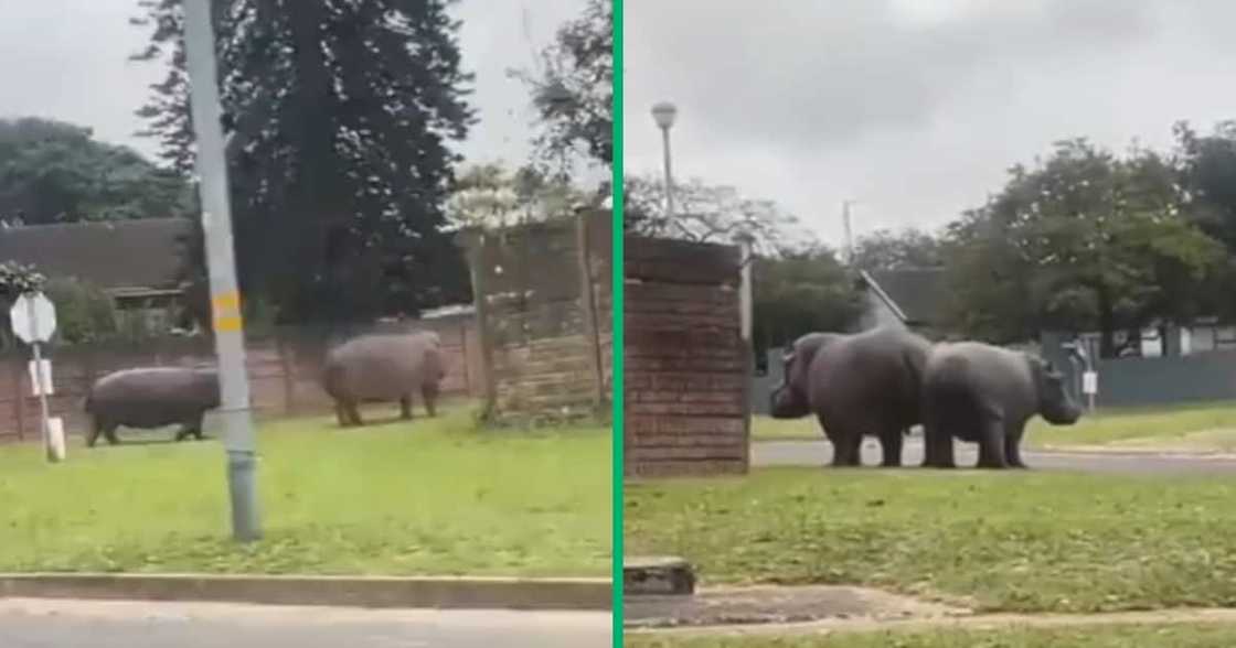 Hippo, Richardsbay, Mzansi, South Africa, TikTok video Hippo, Richardsbay, Mzansi, South Africa, TikTok video