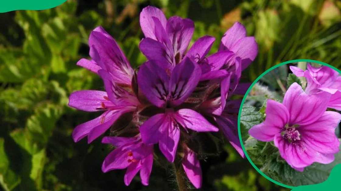 South African National flowers South African National flowers