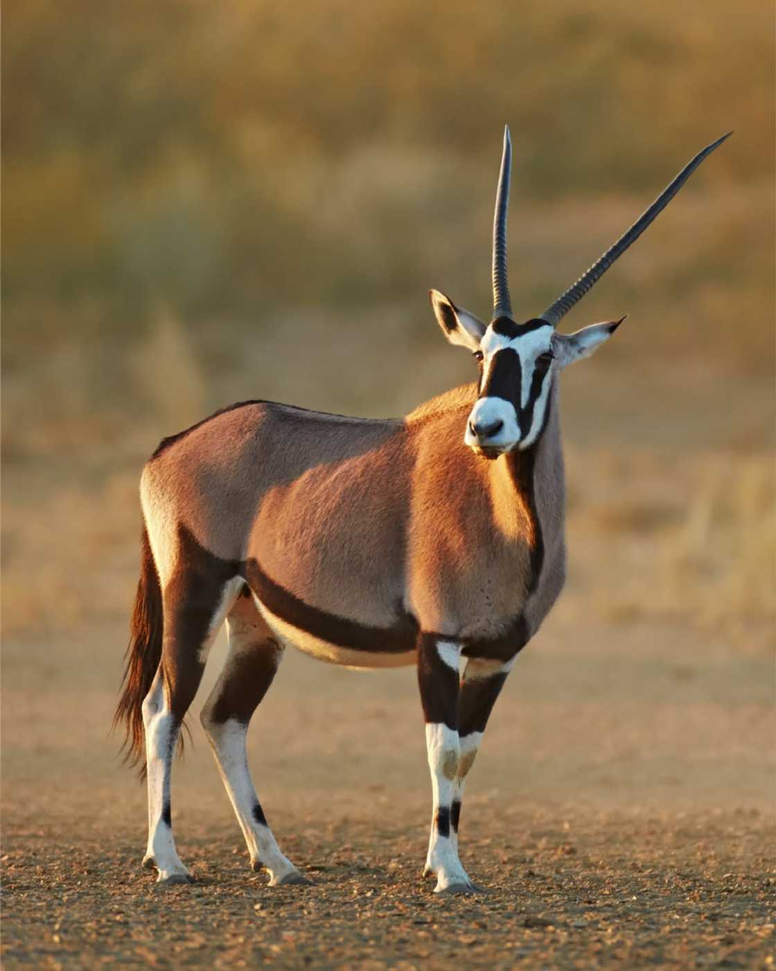 A gemsbok at Lion and Safari Park. A gemsbok at Lion and Safari Park.