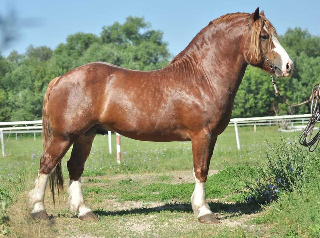 Big horse breeds Big horse breeds