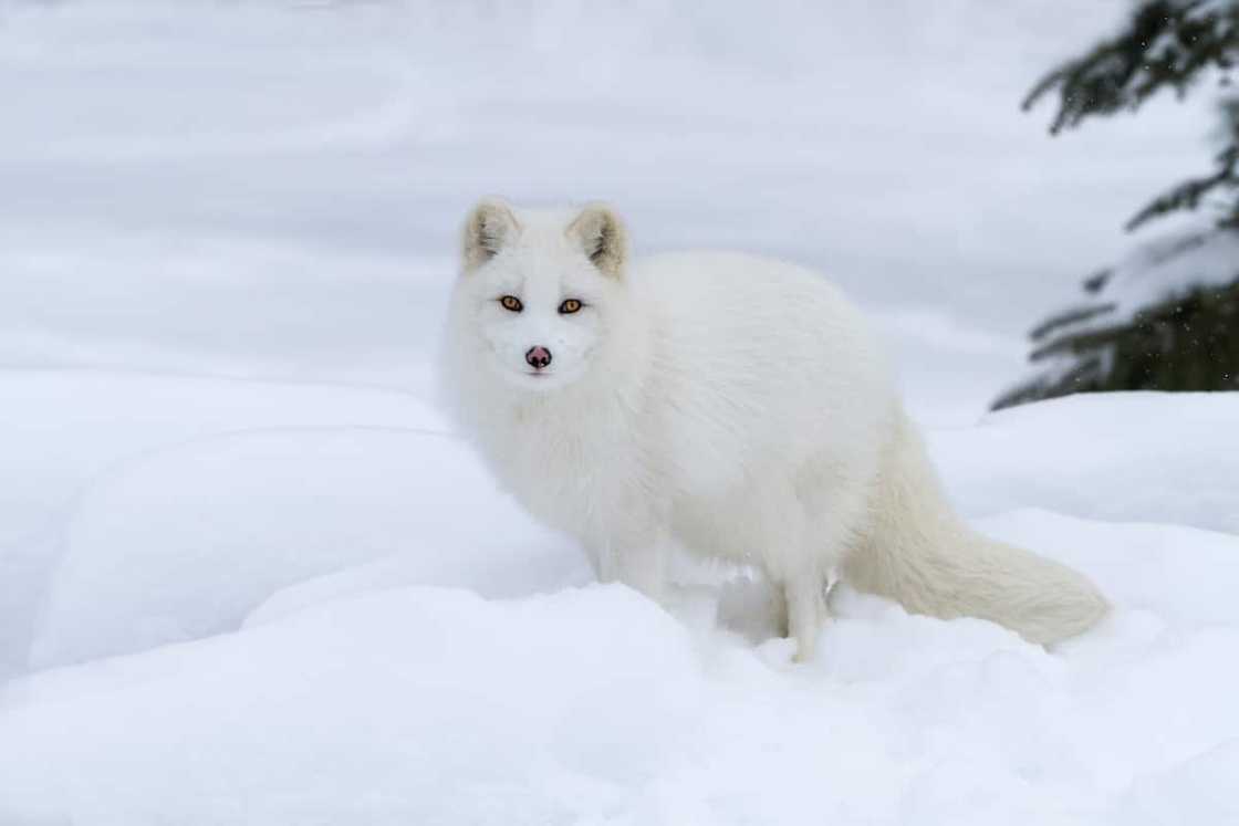 A white Arctic fox during winter A white Arctic fox during winter