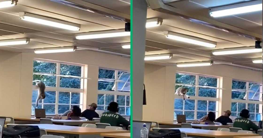 A TikTok video shows monkey at NWU stealing food A TikTok video shows monkey at NWU stealing food