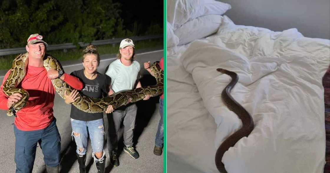 Viral snake encounters Viral snake encounters