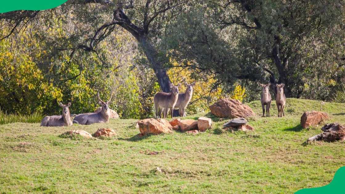 johannesburg zoo aquarium johannesburg zoo aquarium