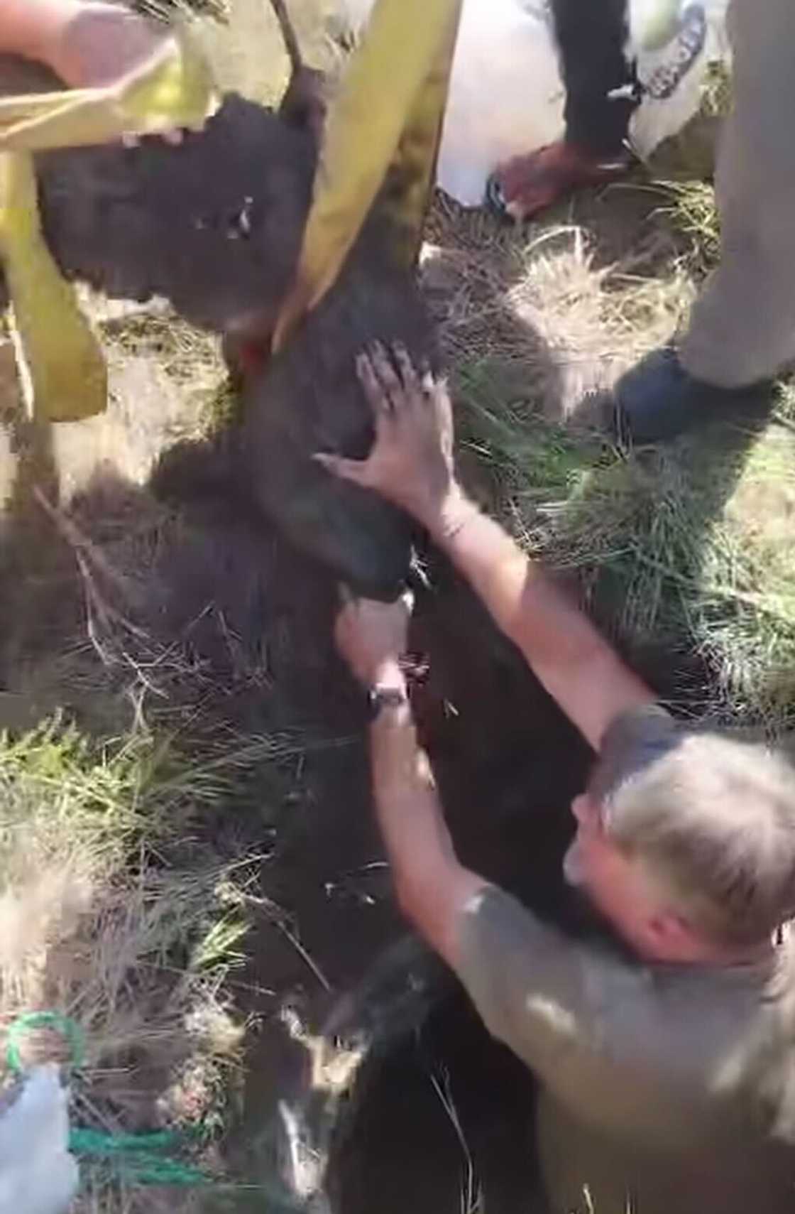 Wildlife rehabbers successfully rescued an aardvark trapped in a deep hole. Wildlife rehabbers successfully rescued an aardvark trapped in a deep hole.