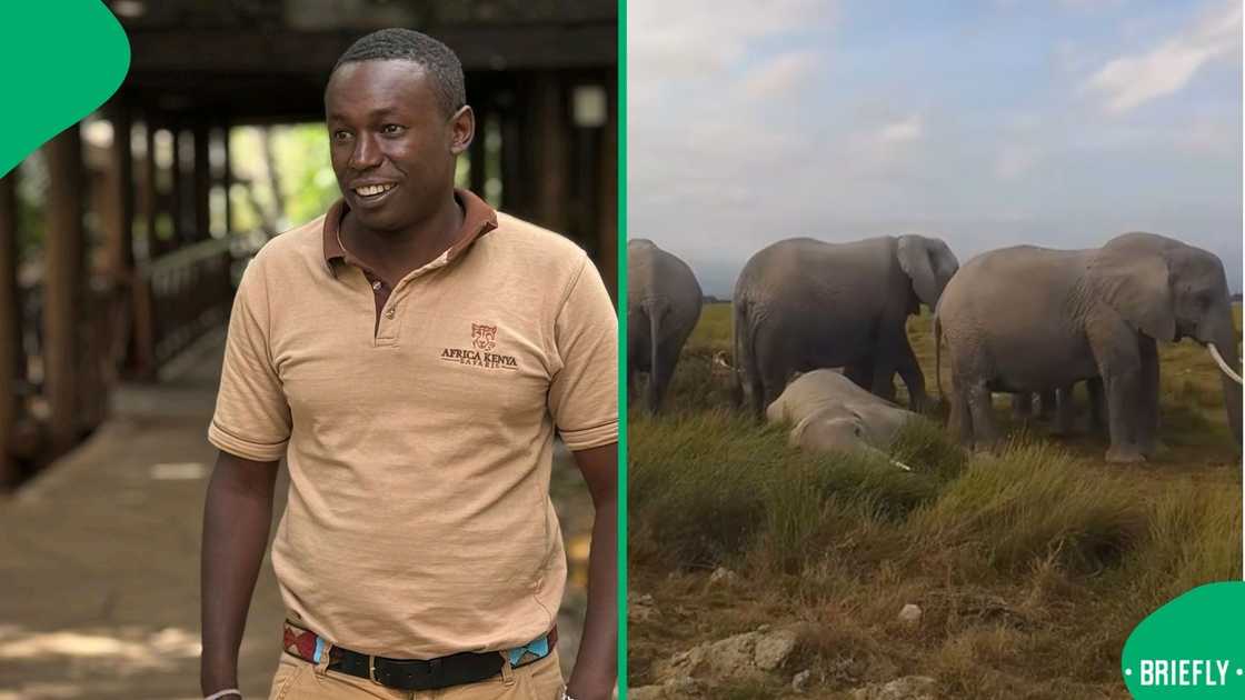 The video showed three sad-looking elephants looking down as if in mourning The video showed three sad-looking elephants looking down as if in mourning