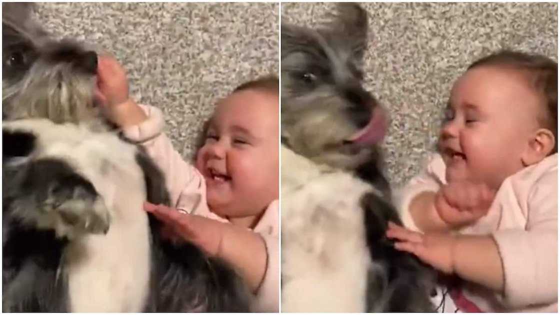 Dog tickles little baby, makes him laugh hard like a close pal, video goes viral Dog tickles little baby, makes him laugh hard like a close pal, video goes viral