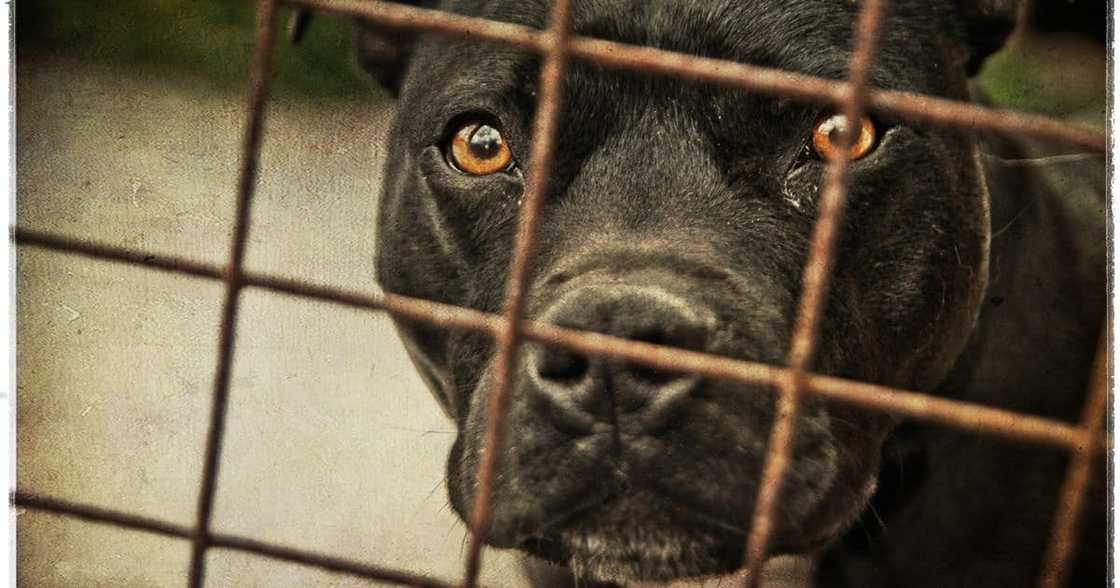 Pit bull Pit bull