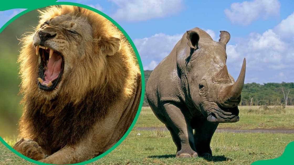 Characteristics of the Big Five animals Characteristics of the Big Five animals