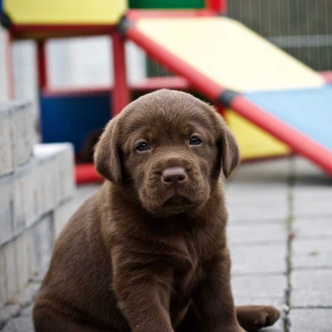 Medium dog breeds South Africa Medium dog breeds South Africa