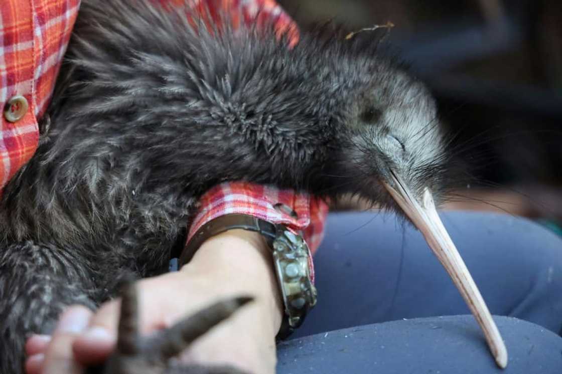 Kiwis are under threat in New Zealand, where dogs are the among the main predators of the native flightless birds in the wild