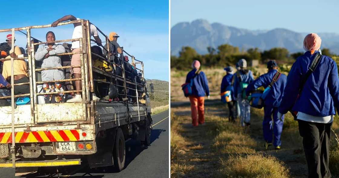 Farmworkers, Mzansi, debate, picture Farmworkers, Mzansi, debate, picture