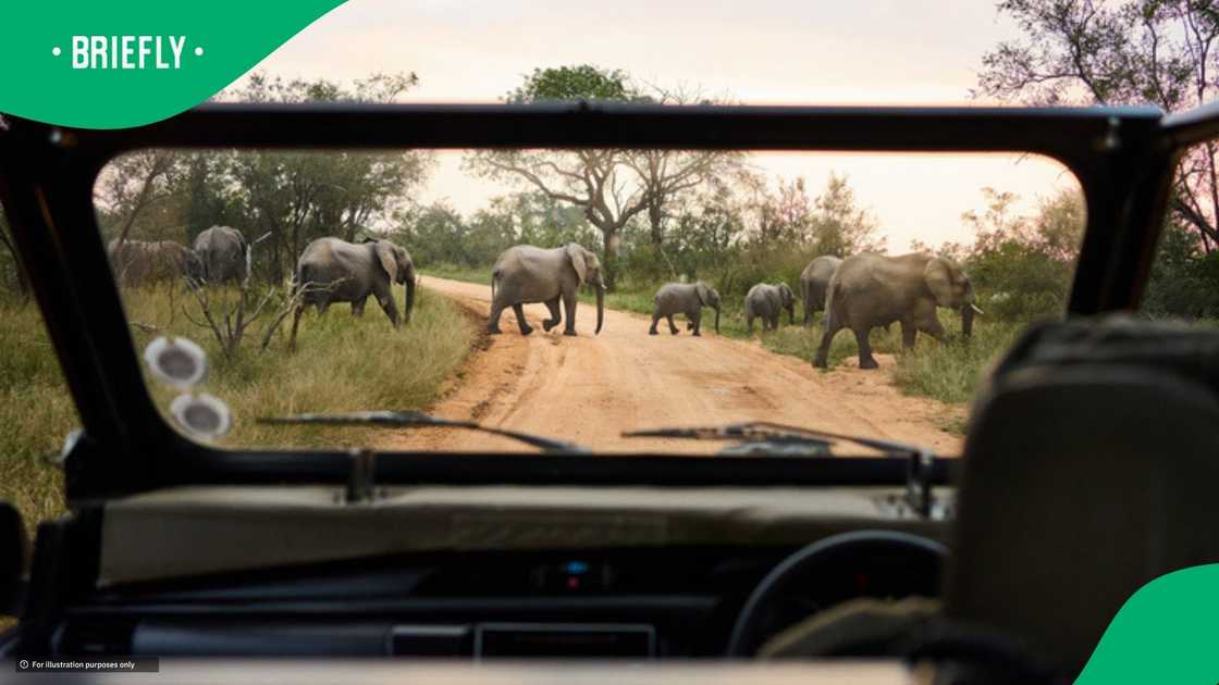 An elephant targets vehicle full of people at South Post at Kruger An elephant targets vehicle full of people at South Post at Kruger