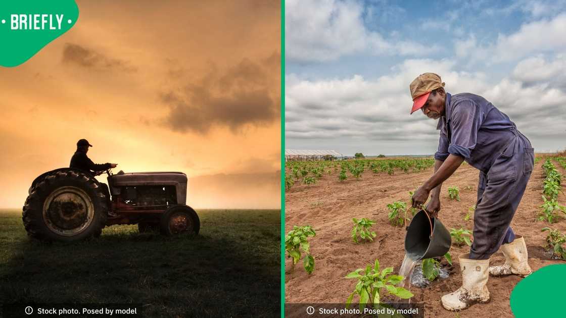 Some Black US farmworkers are suing their employer for discrimination Some Black US farmworkers are suing their employer for discrimination