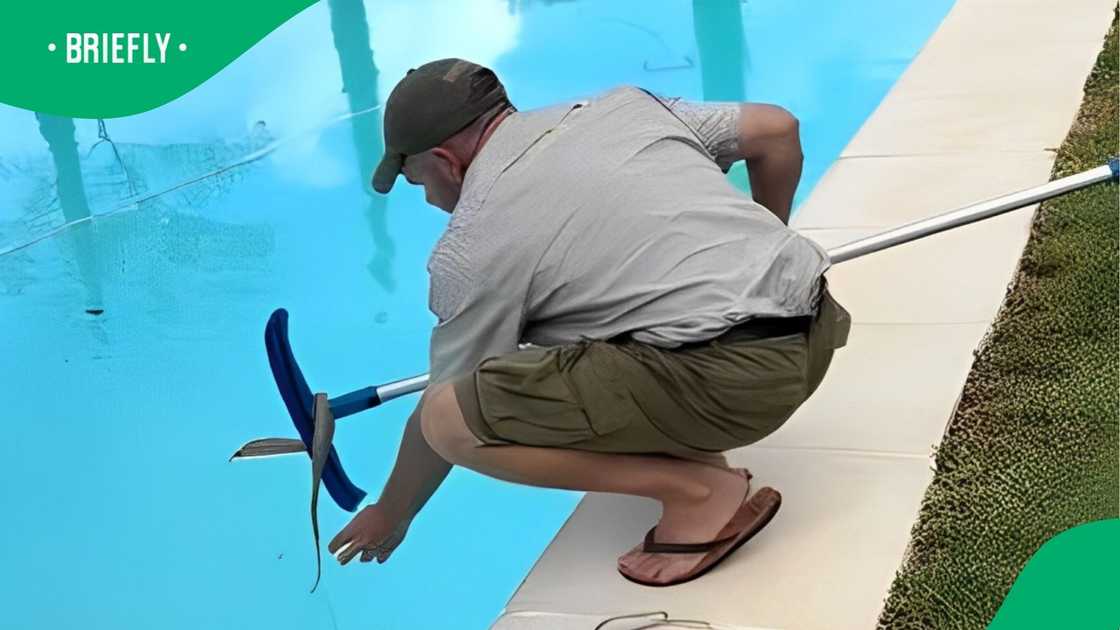 A snake catcher caught a Cape cobra in a pool. A snake catcher caught a Cape cobra in a pool.