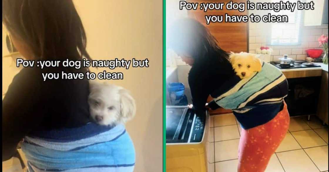 A woman put her Yorkie on her back so that she had to clean A woman put her Yorkie on her back so that she had to clean