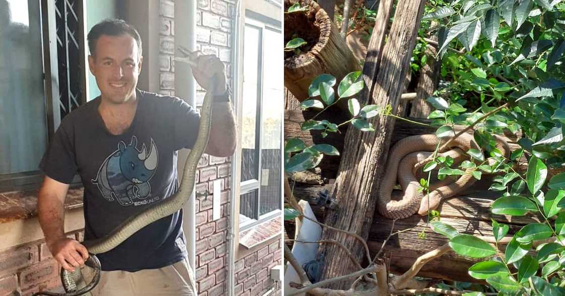 Nick Evans, snake, KZN Nick Evans, snake, KZN