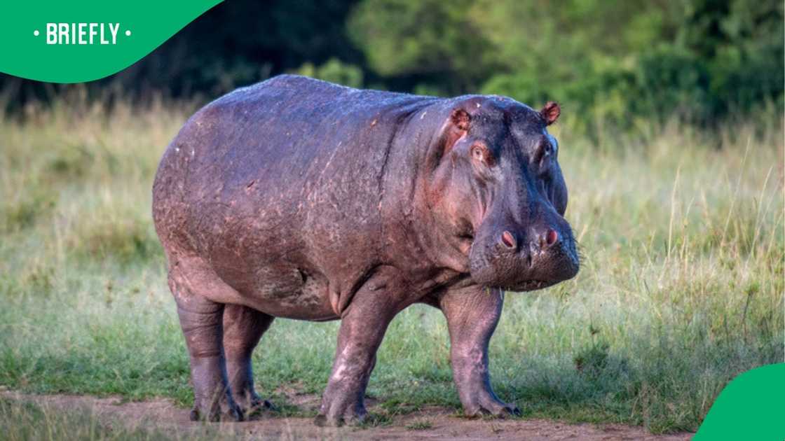 A hippo attacked a suburban family in St Lucia in a video that left SA outraged. A hippo attacked a suburban family in St Lucia in a video that left SA outraged.