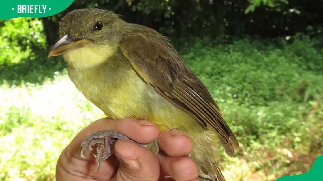 A person holding the Xavier's greenbul.