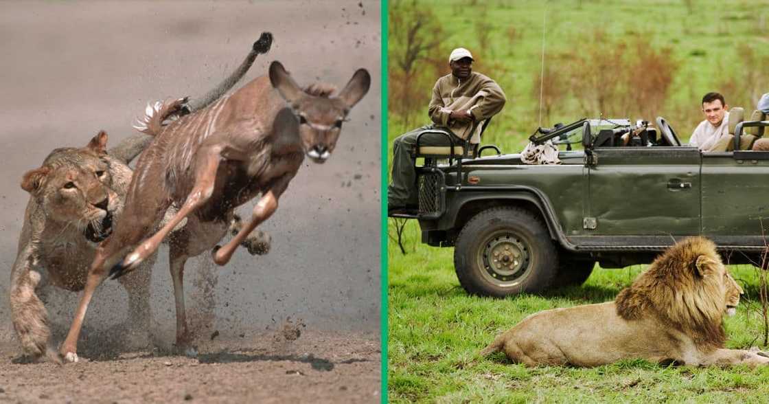 A TikTok video shows a lion attack A TikTok video shows a lion attack