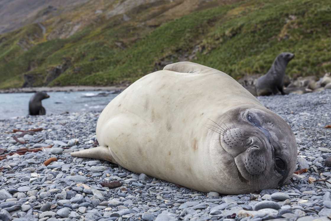 A southern elephant seal.