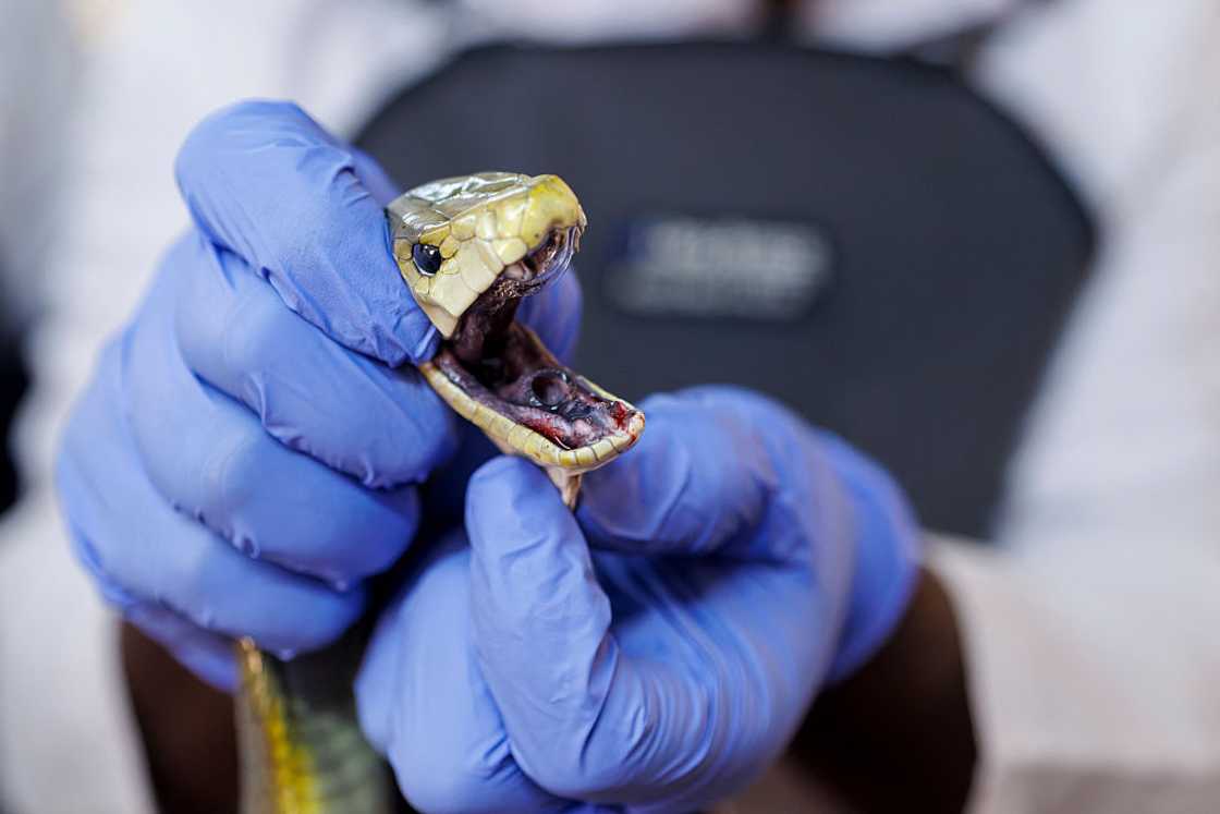 Experts extract venom from black mambas to create antivenom