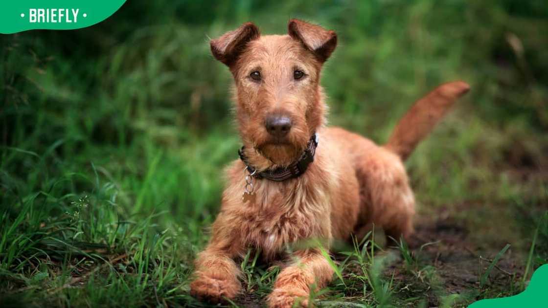 A young Irish Terrier lying on the grass A young Irish Terrier lying on the grass