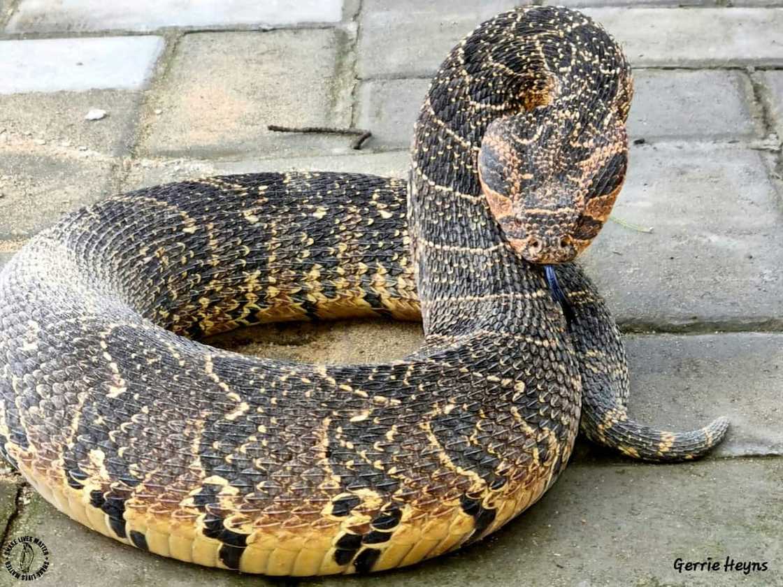 Poff Adders are one of the most venomous snakes in the Western Cape Poff Adders are one of the most venomous snakes in the Western Cape