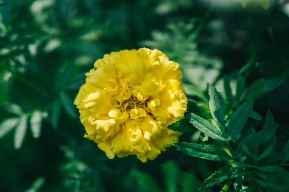 What is the birth flower for all 12 months? What is the birth flower for all 12 months?