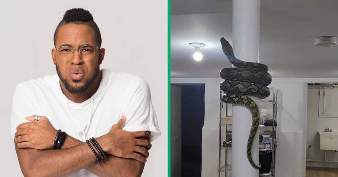 A carpet python wrapped his body on a pillar and the video stunned TikTok users A carpet python wrapped his body on a pillar and the video stunned TikTok users