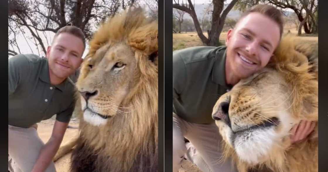 Man with lion best friend Man with lion best friend