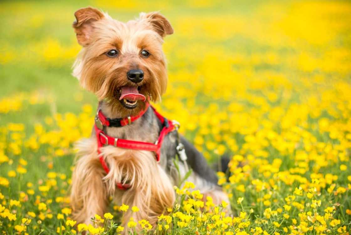 Top 10 gewildste honde rasse in Suid-Afrika Top 10 gewildste honde rasse in Suid-Afrika