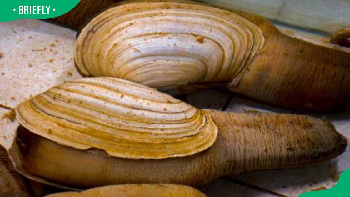 Geoducks on display Geoducks on display