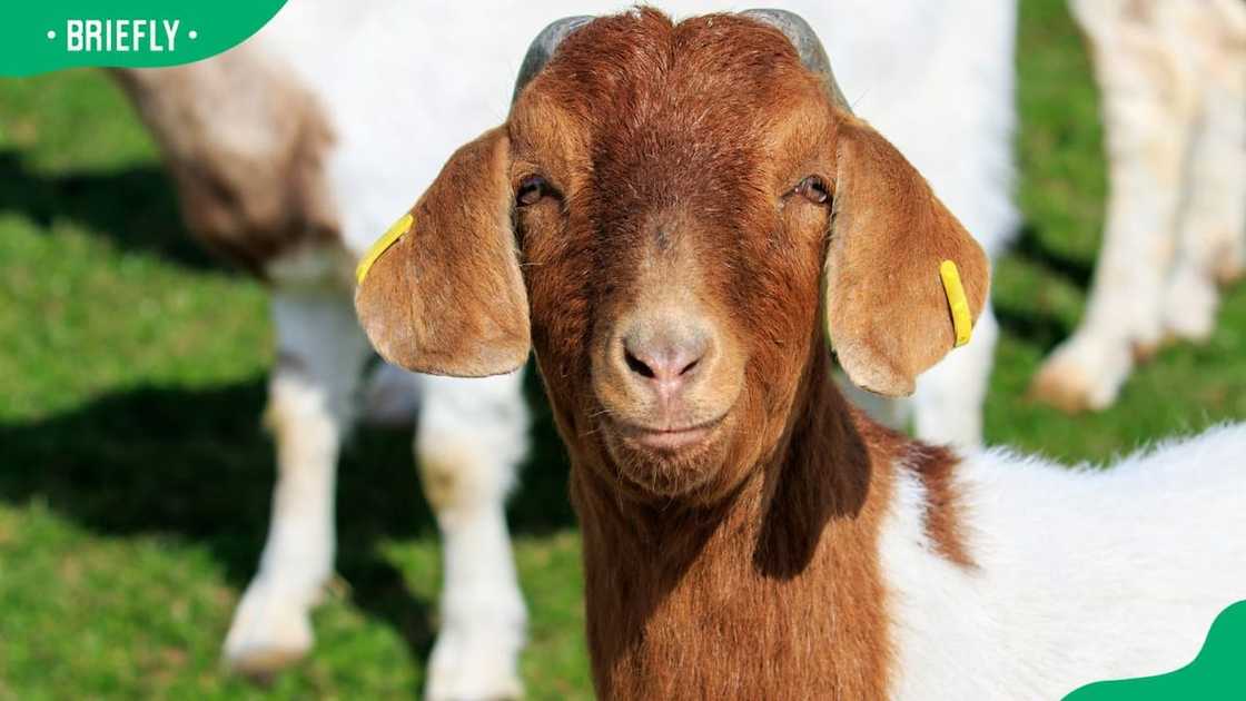 Boer goat price Boer goat price