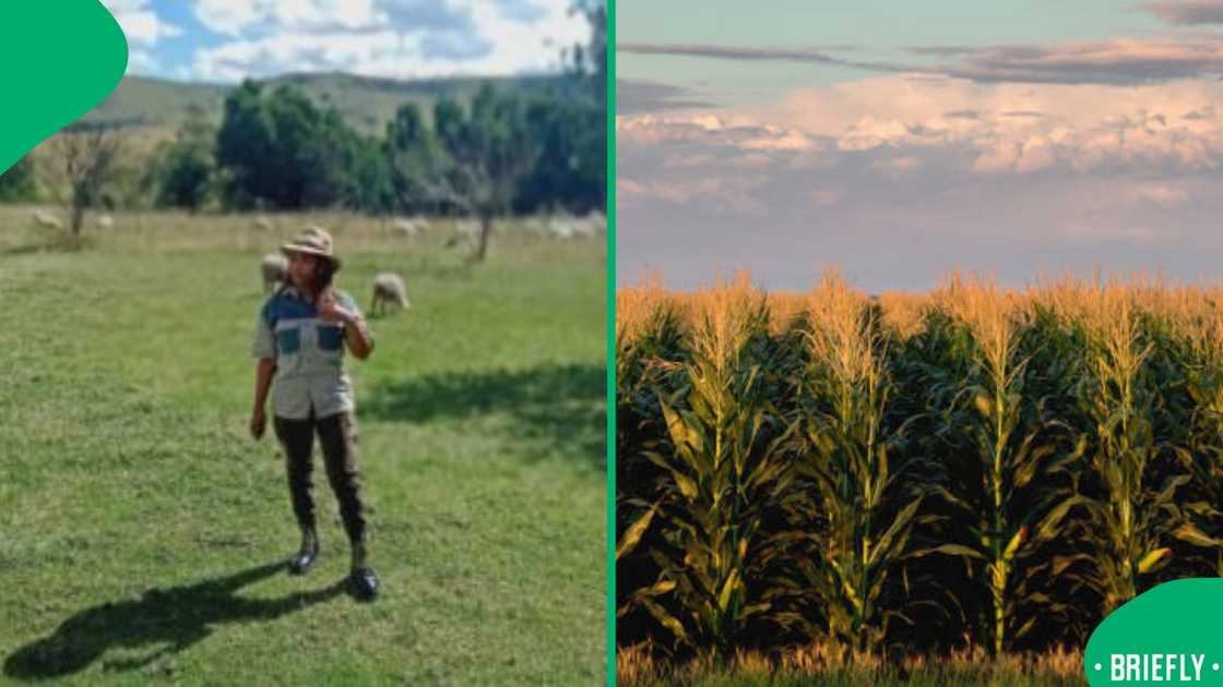 Amahle Ngema Amahle Ngema